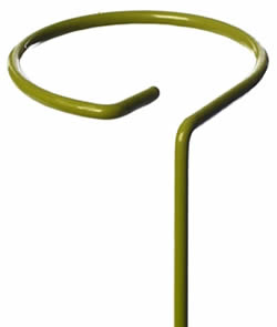 Tall Flowers and Single Stem Plant Supports