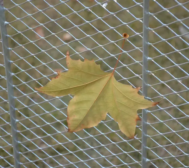 Compost Bin Detail 4