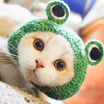 Handmade Knit Pet Accessories