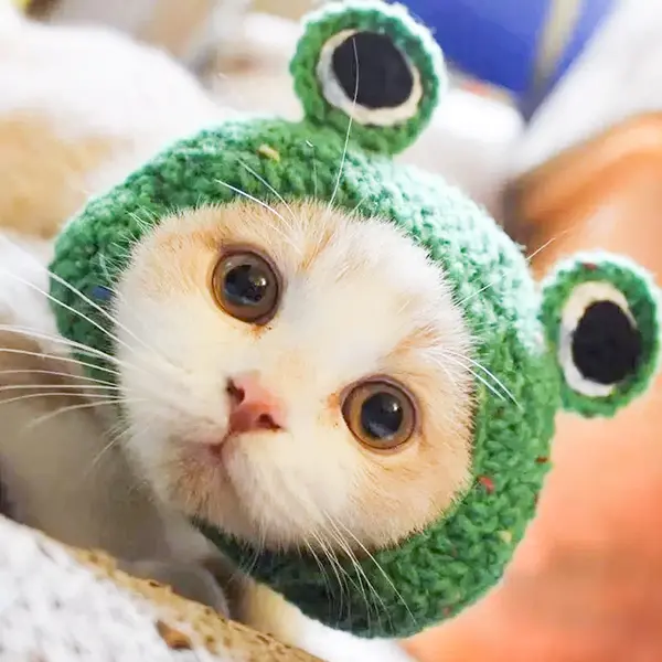 Handmade Knit Pet Accessories Collection