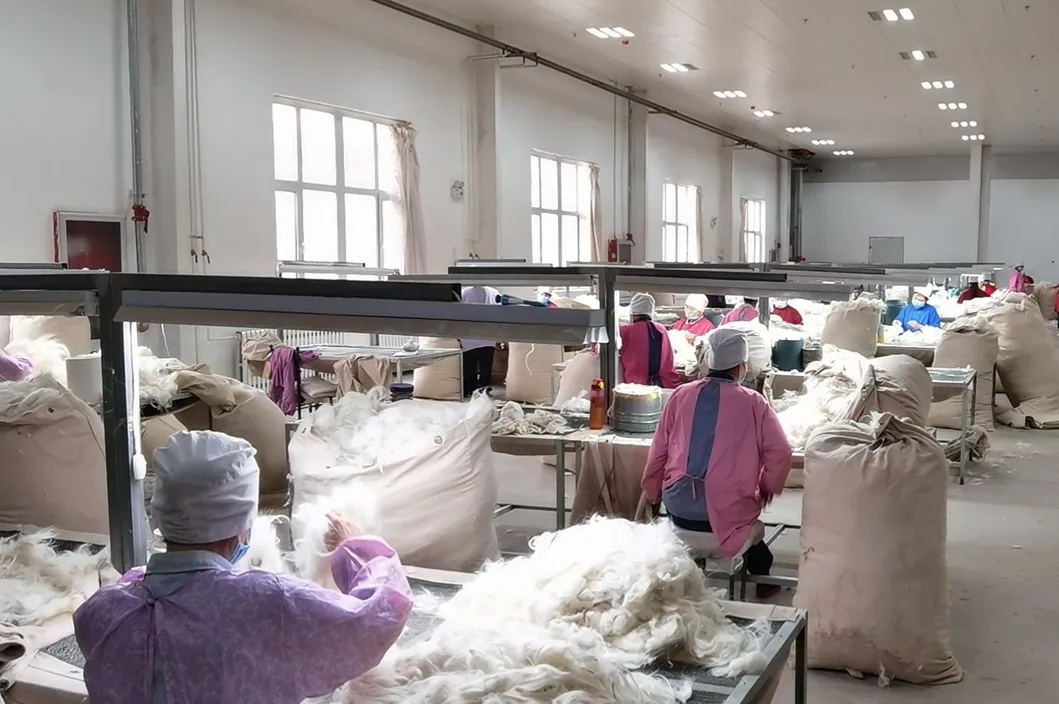 Produção de Cashmere 1
