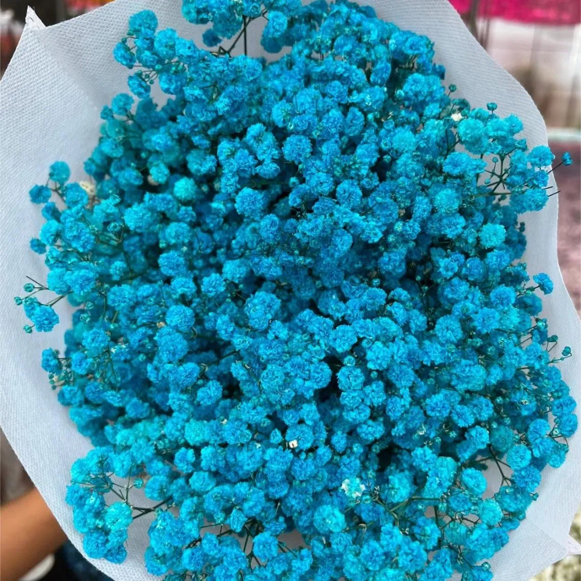 Dried Baby's Breath Flowers for Stylish Home Accents