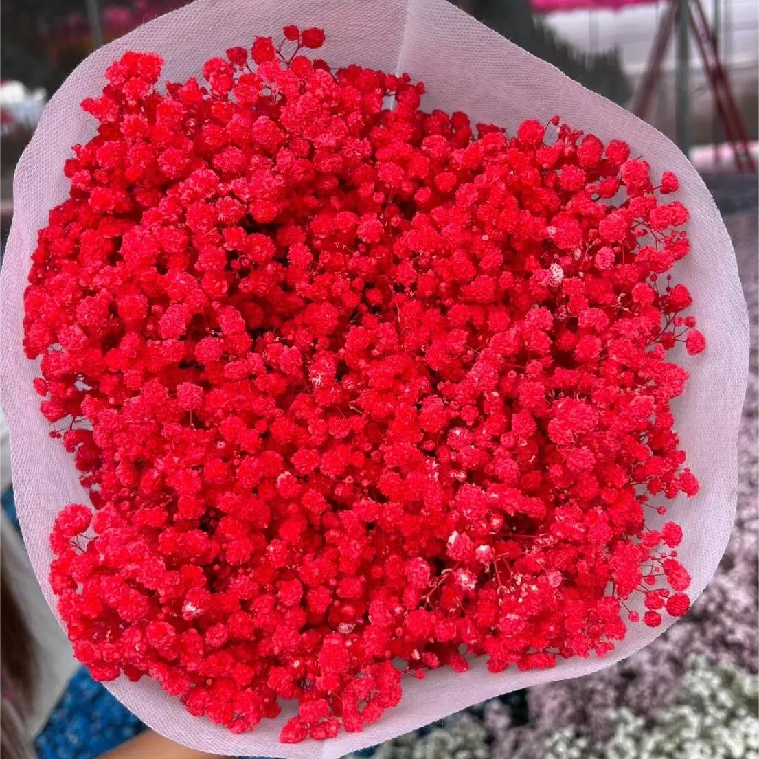 Dried Baby's Breath Flowers for Stylish Home Accents