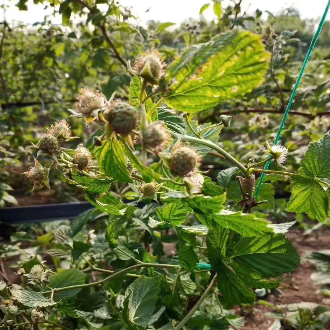 China Frozen Fruit Berries Fruit Wholesale Customized Seasonal Fruit Organic Pitted IQF Fresh Frozen Raspberry in New Crop Whole Berries