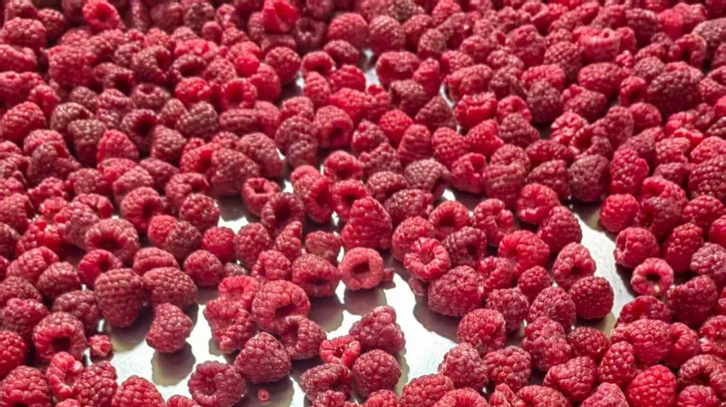 Fresh IQF Raspberry