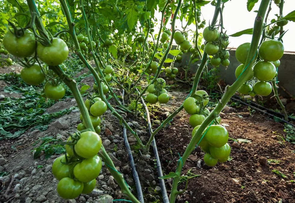 Application Scenario