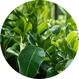 Animal and Plant Extracts