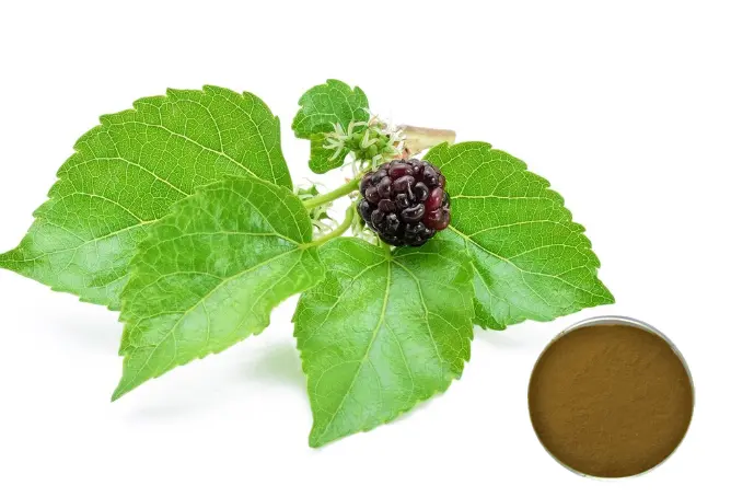 MULBERRY LEAF extract