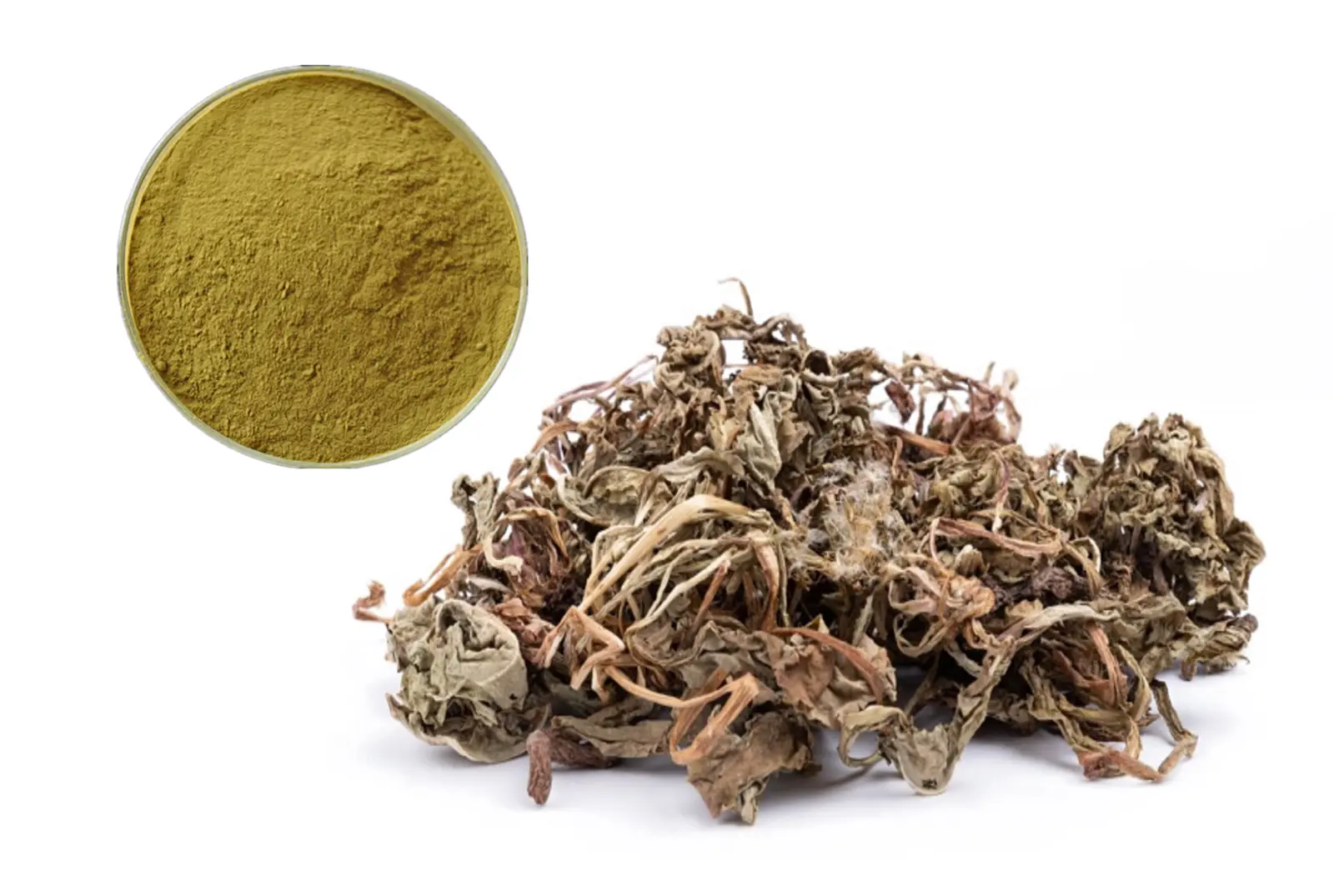 Dandelion powder