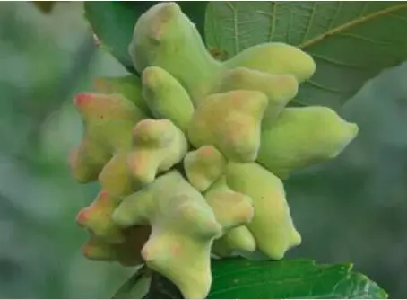 Biological Properties of Tannic Acid