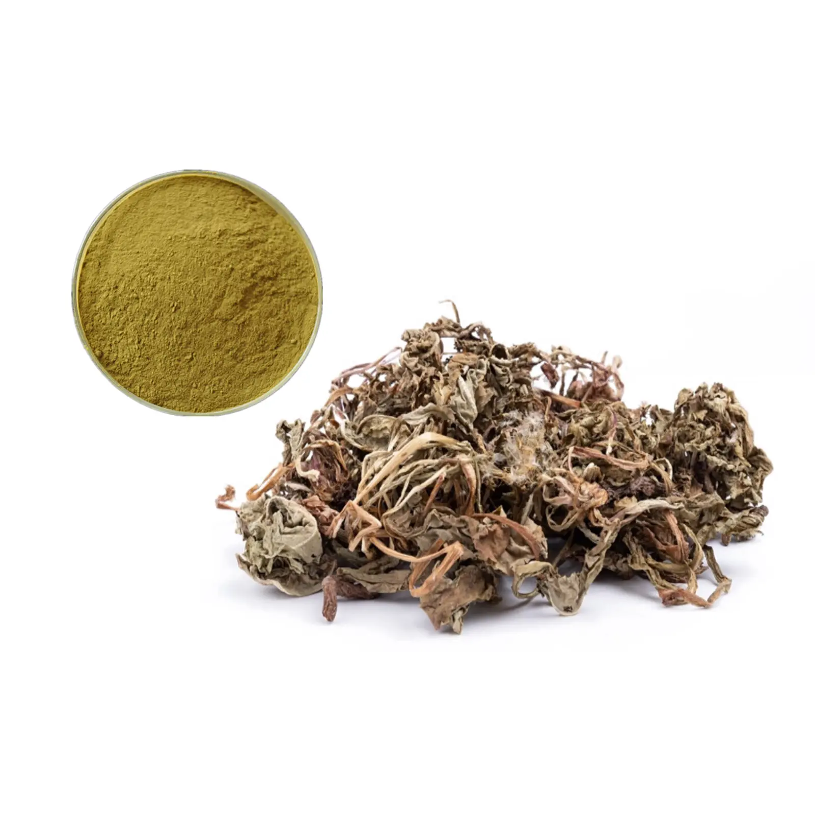 Best High Quality Taraxacum Officinale Extract, Dandelion Root Extract 1% Chicoric acid Power for Food Supplement Supplier, Suppliers