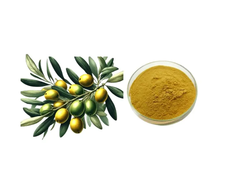 Best Natural 5%~70% Oleuropein/Maslinic Acid/Hydroxytyrosol Olive leaf Extract for Cardiovascular Support and Blood Pressure Management Suppliers, Exporters