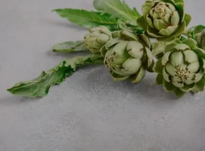 Artichoke leaf extract process