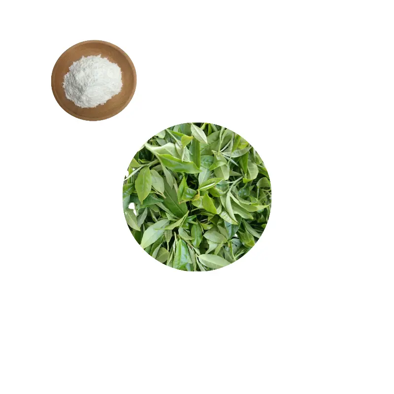 Wholesale Natural Sweeteners Water Solubility Sweet Tea Extract Rubusoside CAS 64849-39-4 Powder for Functional Beverage Suppliers, Exporters