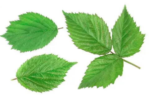 Mulberry Leaf Extract Application
