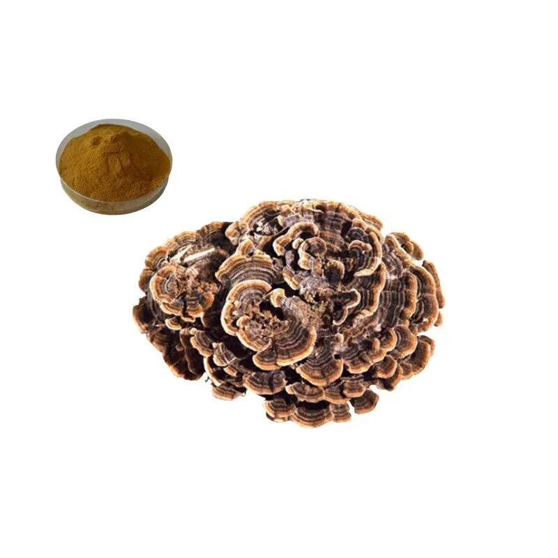 China Pure Natural Turkey Tail Mushroom Extract Coriolus Versicolor Extract/Yunzhi Mushroom Extract 10%-50% Polysaccharides Powder Protect The Liver Suppliers, Exporters