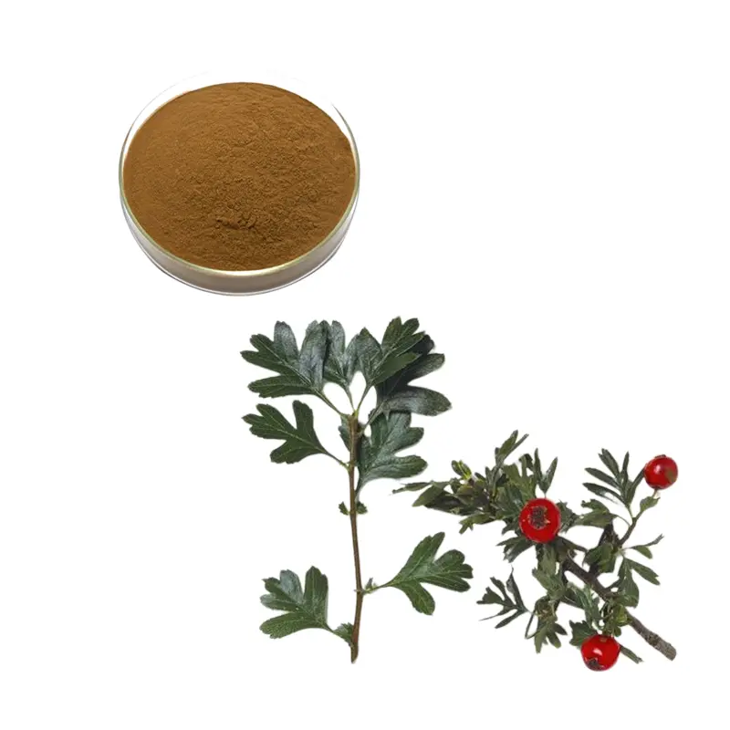 China High Quality Maslinic Acid 2%-90% Flavonoids 5%-80% by HPLC Hawthorn Leaf Extract Powder for Health Ingredient Suppliers, Exporter