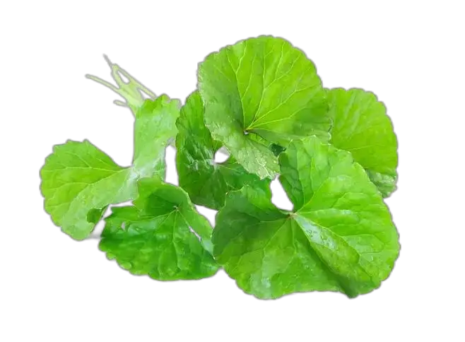 Centella active ingredients molecular structure diagram