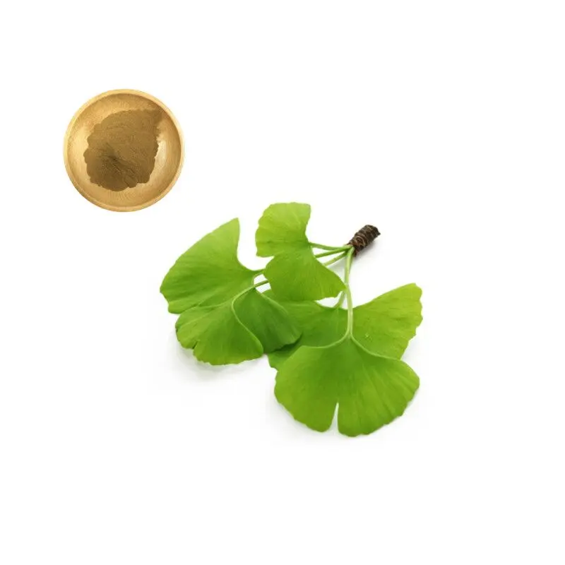 Wholesale ISO Kosher Halal Certified 24% Total Flavonol Glycosides  6% Terpene Lactones Ginkgo Biloba Extract for Health Supplement Manufacturer, Exporters