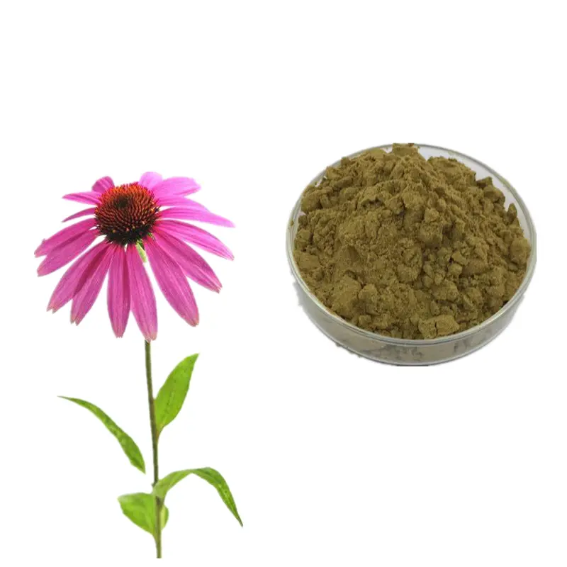 Wholesale Manufacturer Supply Cichoric Acid & Polyphenol Powder Echinacea Purpurea Extract for Preventing Cold & Flue Manufacturer, Supplier