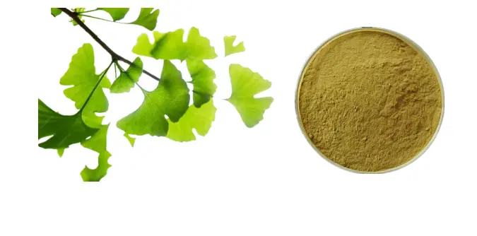 Ginkgo biloba extract