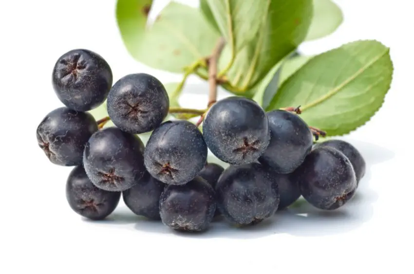 Wild Black Chokeberry