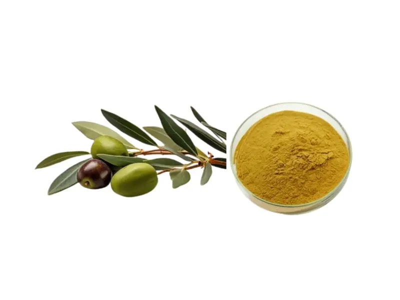 Best Natural 5%~70% Oleuropein/Maslinic Acid/Hydroxytyrosol Olive leaf Extract for Cardiovascular Support and Blood Pressure Management Suppliers, Exporters