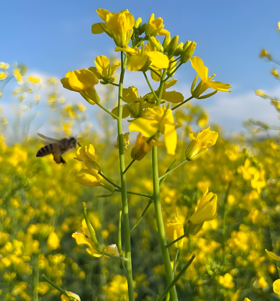 Canola Extract Oil Powder Quality