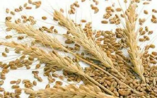 Wheat Protein Detail 3