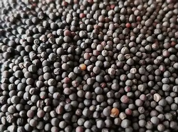 Rape Seeds / Canola Seeds Show 2