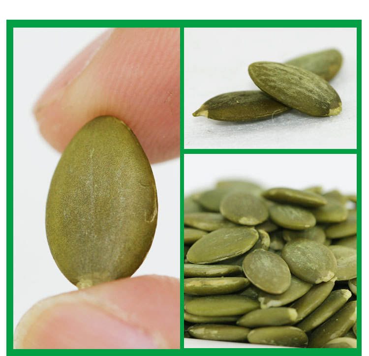 Recommend Dried Bulk Pumpkin Seeds Kernels AD Processed For Export