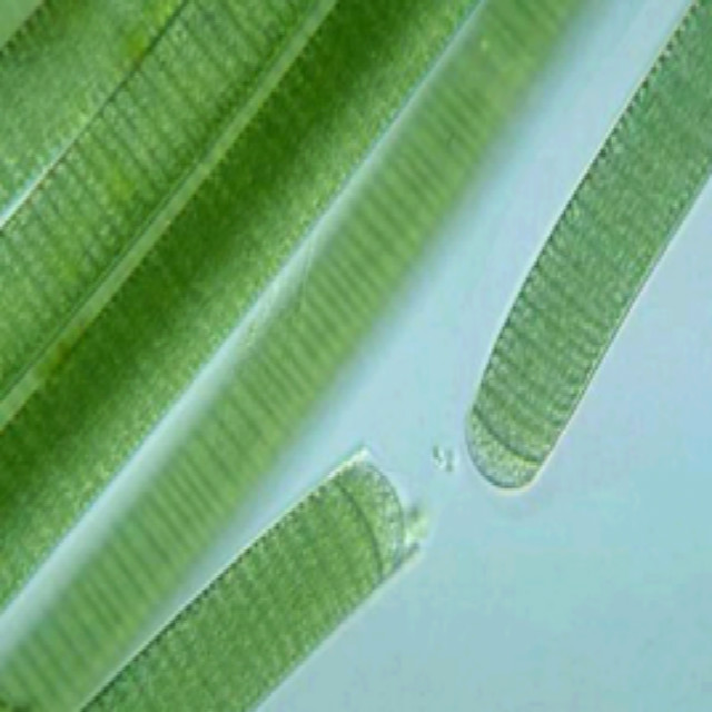 High Quality GMP Kosher Halal Food Grade Natural Green Algae Spirulina Powder 50%-60% Protein ISO9001 Certified Vacuum Packed