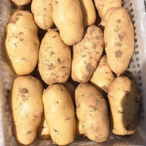 Fresh potatoes Come Directly From The Farm And Are An Ideal Choice For Retail And Wholesale Supply Of The Highest Quality.