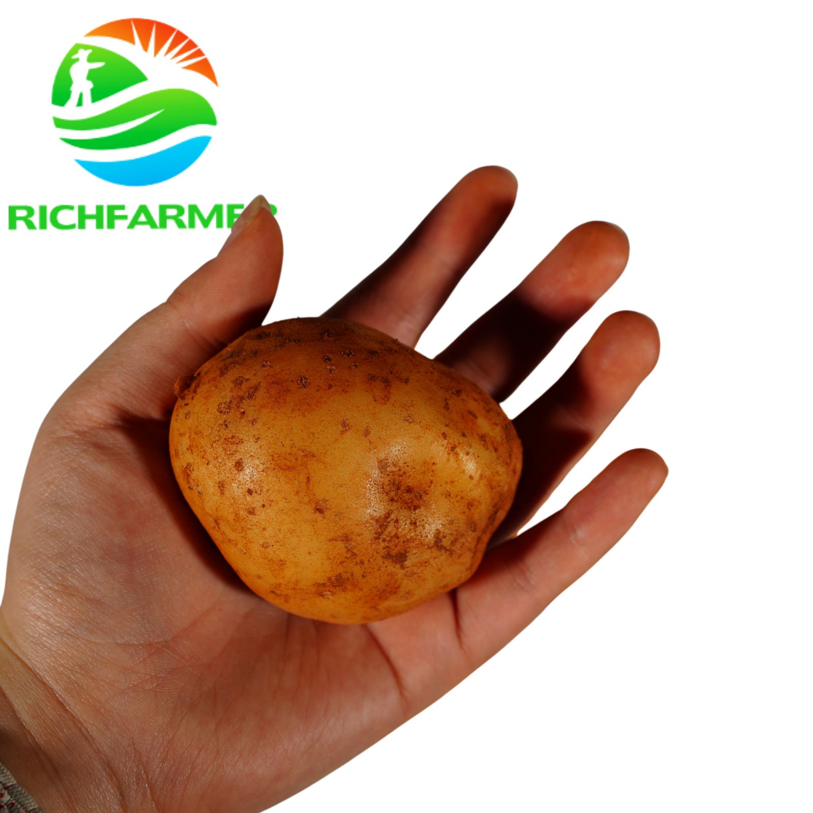 2026 Fresh Potatoes Vegetables Export Worldwide High Quality Wholesale