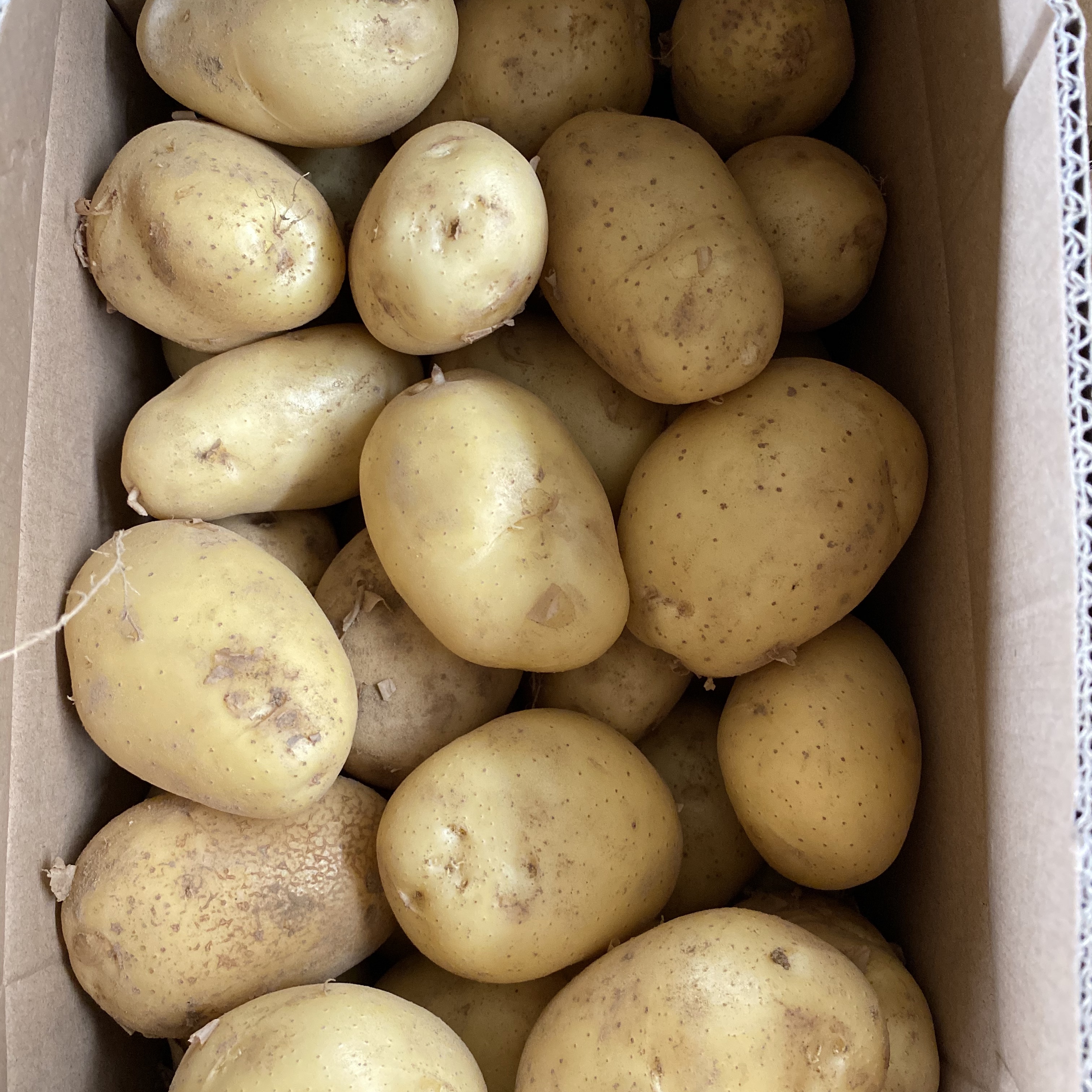 Fresh Potato View 4