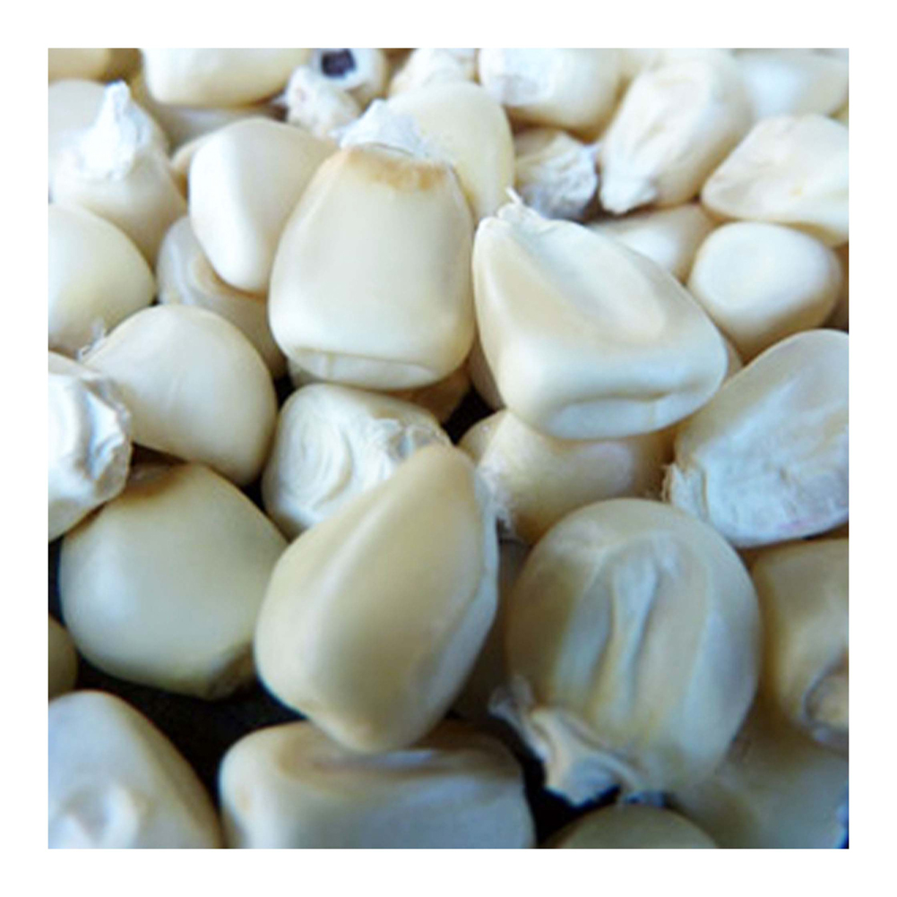White Corn Product Sample 2