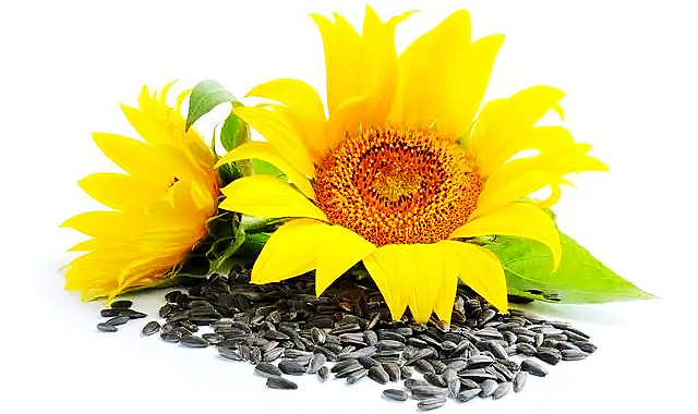 Premium Sunflower Seeds Protein Powder &amp; Lecithin Powder | Phosphatidylcholine Bulk Supply