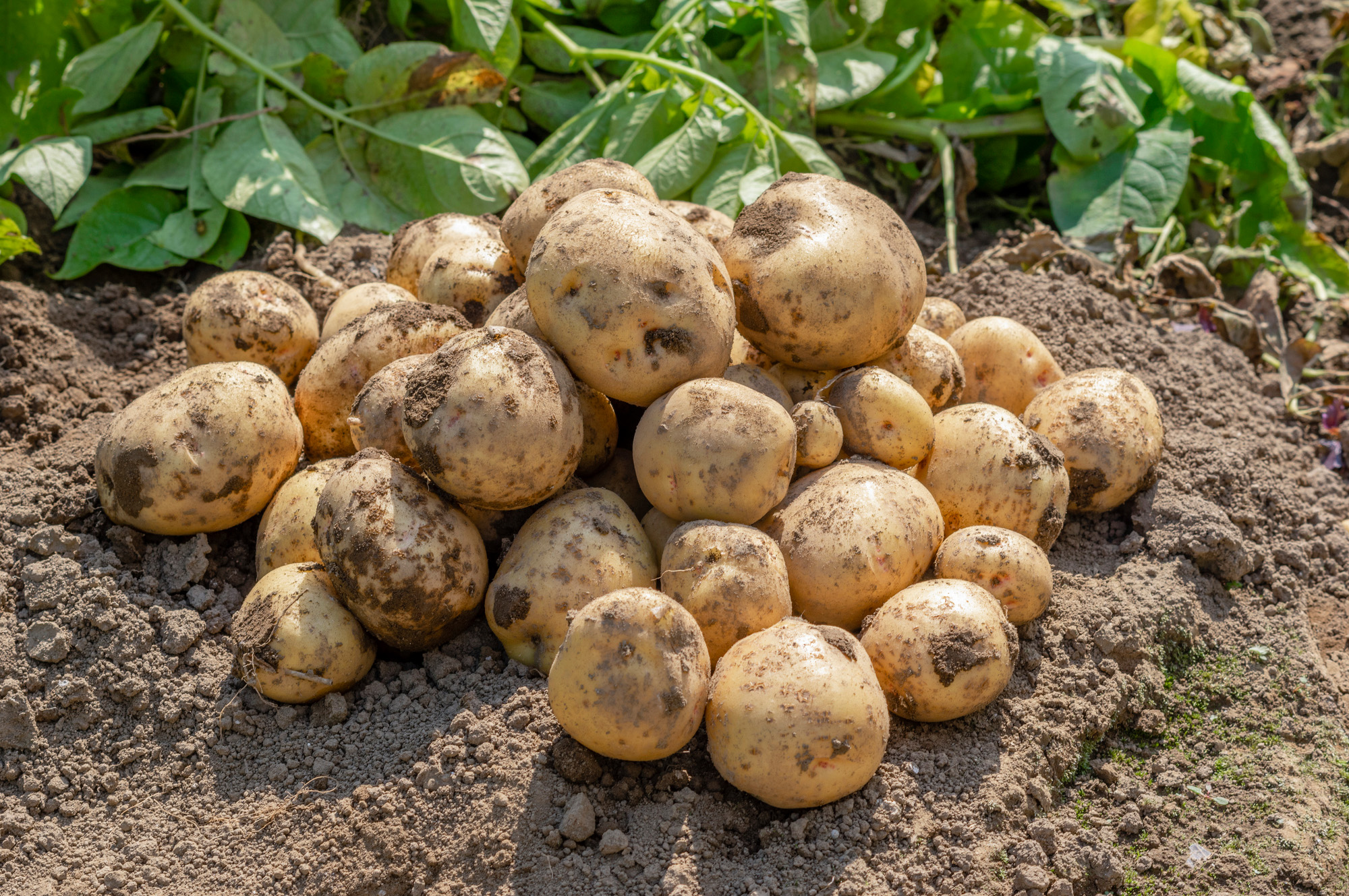 Export 2kg Premium Multi-Size Mie Toin Fresh Potato Price For Various Culinary Applications