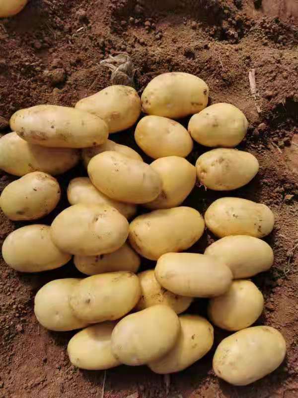 Fresh Potato View 6