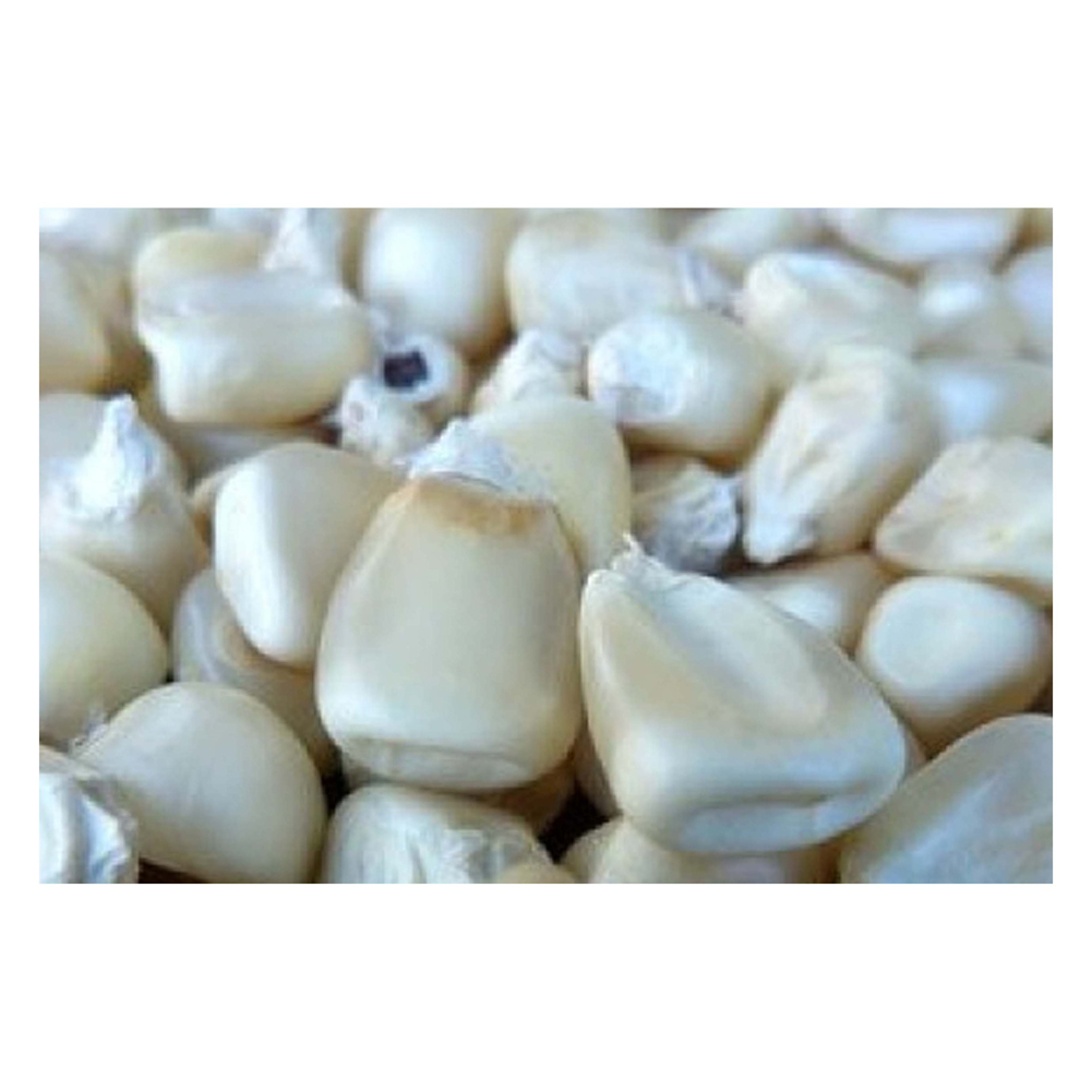 Non-GMO Glutinous High Protein Dried White Corn | Bulk Food Grade | Export from Brazil