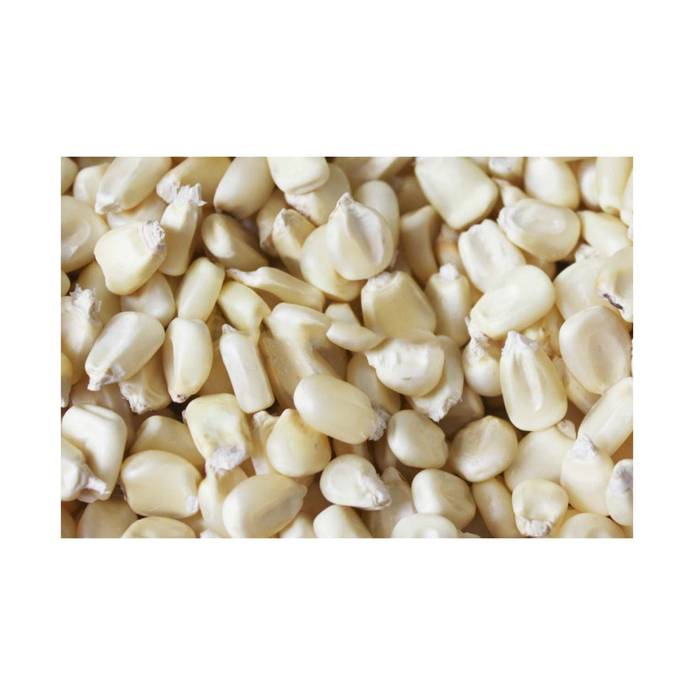 Non-GMO Glutinous High Protein Dried White Corn | Bulk Food Grade | Export from Brazil