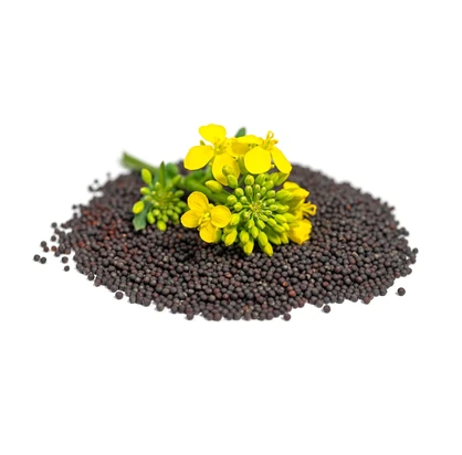 Canola Seeds Dried Healthy Food Grain for Oil Production From Belgium with 24 Months Shelf Life
