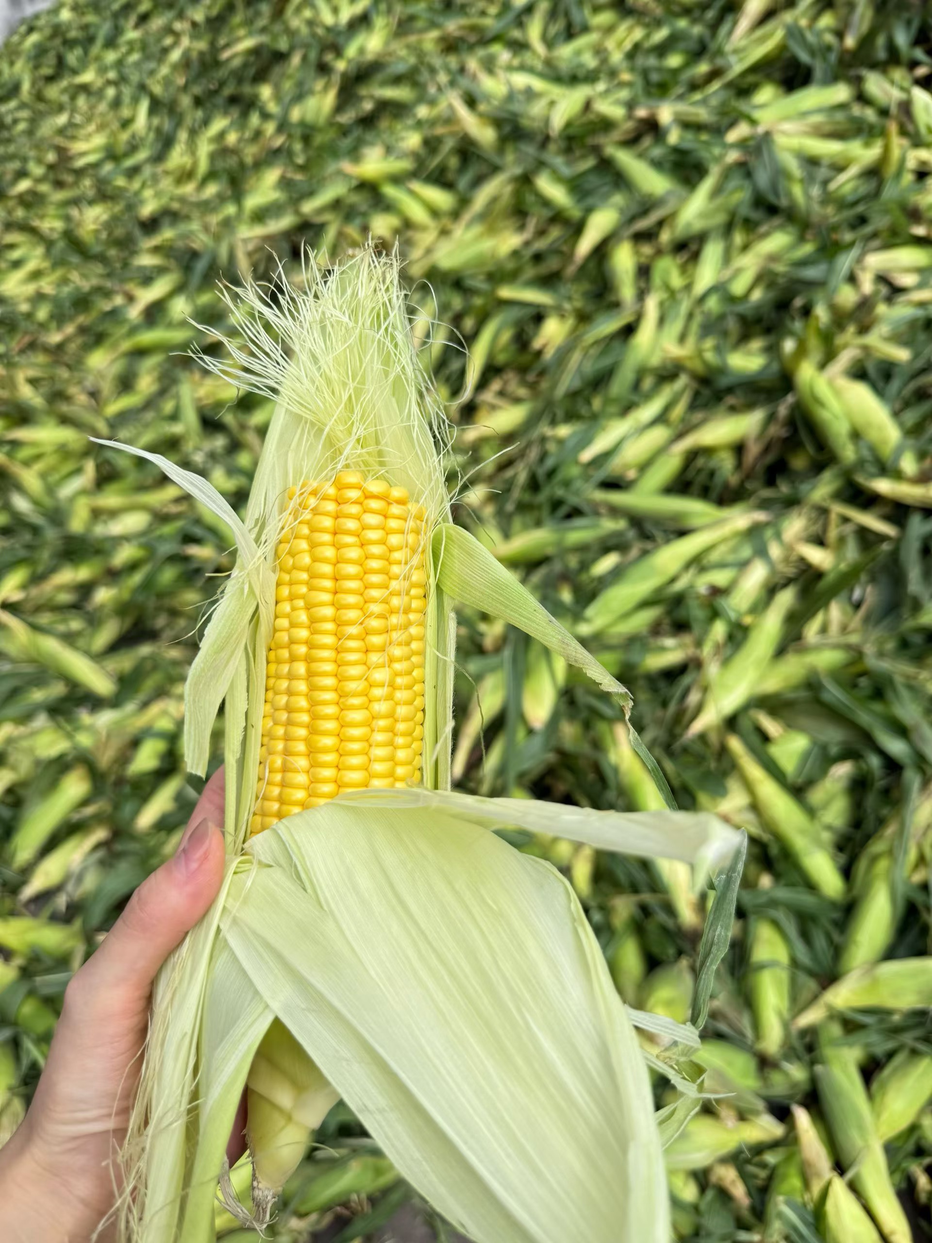 Breakfast Corn Chinese Factory Direct EU+NOP+COR Organic IQF Frozen Top Grade Whole Corn Kernels PROHARVEST