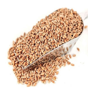 High Quality Durum Wheat Grains 12% Protein 100% Pure Natural Hard Cleaned Sorted Milling Food Grade Export Standard Fresh