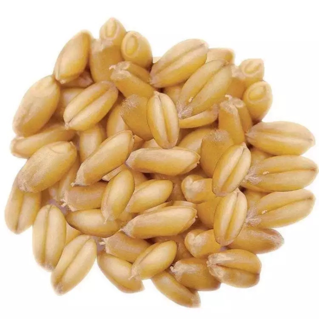 Quality Organic Durum Wheat Grains-Brown Long Grains 100% Purity 11-12% Protein Netherlands Origin