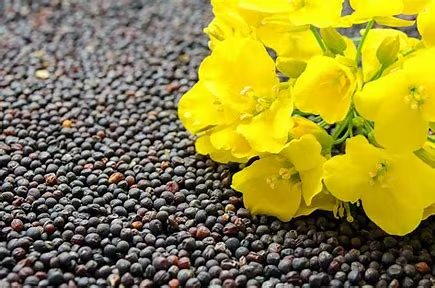 High Nutrient Cleaned Dried Uniformly Sized Canola Rapeseeds GTSA Brand South Africa Sale Shelf Life 24 Months Manufacturer
