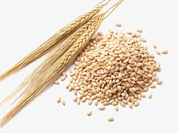 Wheat protein peptide solution