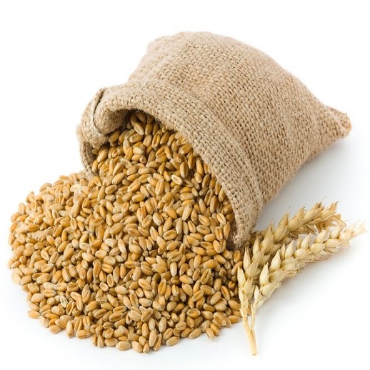 Quality Organic Durum Wheat Grains-Brown Long Grains 100% Purity 11-12% Protein Netherlands Origin