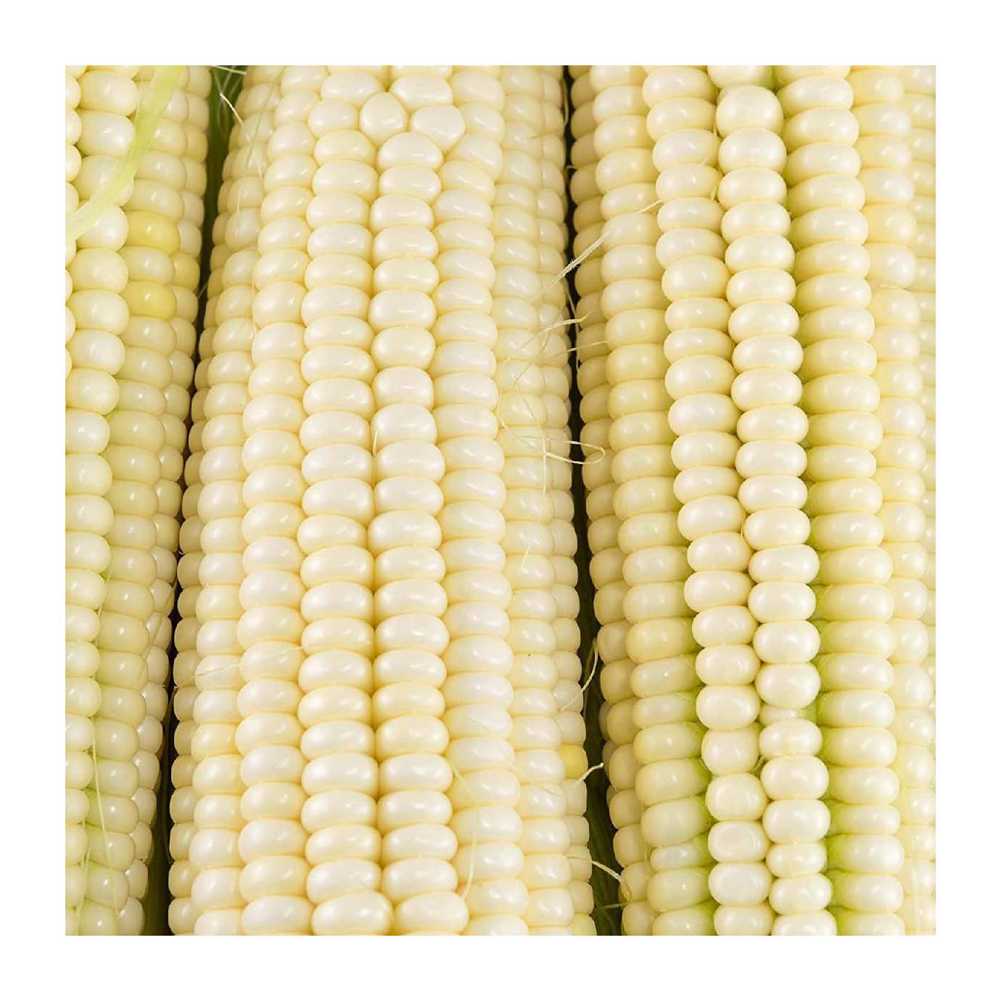 Non-GMO Glutinous High Protein Dried White Corn | Bulk Food Grade | Export from Brazil
