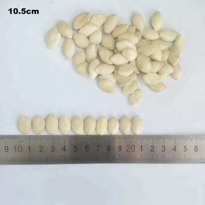 Shine Skin Pumpkin Seed
